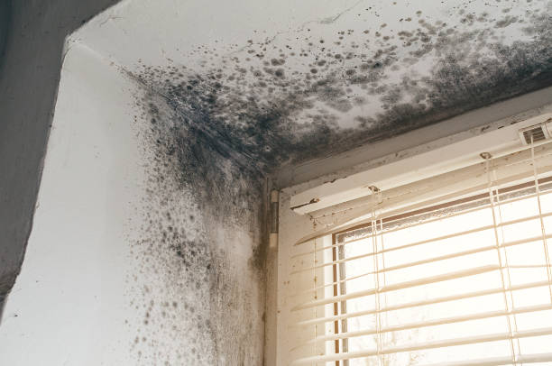 Trusted Basement Mold Remediation service in Callaway, MD - Cheap Mold Removal